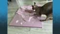 Warhammer 40k gaming board made with help by cat - Bonya, a hairless sphynx cat, scratches up a pink polystyrene terrain board