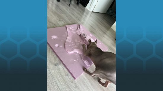 Warhammer 40k gaming board made with help by cat - Bonya, a hairless sphynx cat, scratches up a pink polystyrene terrain board