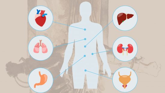 diagram of various organs around the human body
