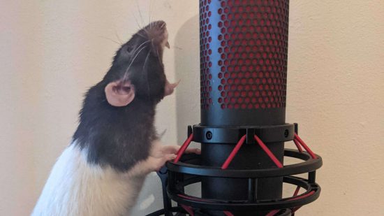 A pet rat opens its jaws wide beside a microphone - nto dissimilar to Warhammer Skaven