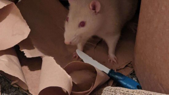 An albino rat emerges from among some paper it has shredded, beside a plastic knife, similar to a Warhammer Skaven