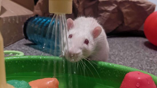 An albino pet rat explores a water toy - curious, like a Warhammer Skaven