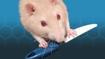 An albino rat with a plastic toy knife - somewhat similar to Warhammer Skaven