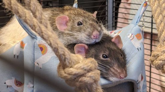A pair of pet rats cuddle up in a hammock - not at all like antisocial Warhammer Skaven